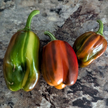 Candy Cane Pepper Seeds - The Pepper Pantry (Formerly Marie Sharp's)
